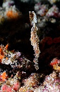 Solenostomus cyanopterus Poisson fantome robuste ghost pipe fish-Maldives Villamendhoo-22m-20240424-da-DSC_6682_tn